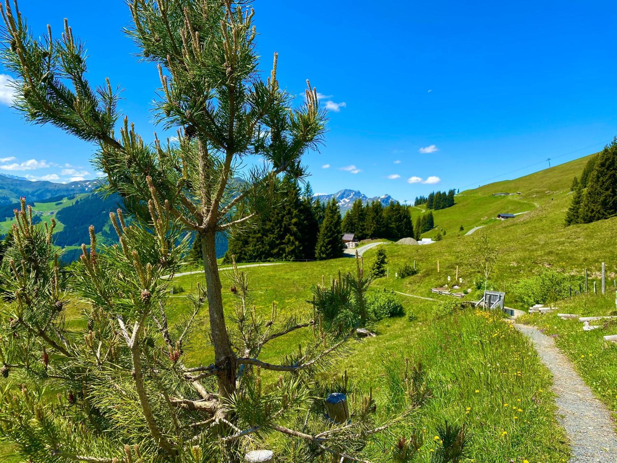 Alm Seasons Premium Chalet & Studios Saalbach-Hinterglemm Eksteriør bilde